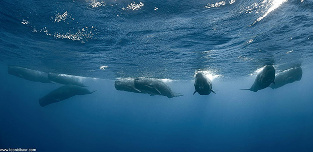 8 sperm whales in Dominica - Photographed by Leo Baur