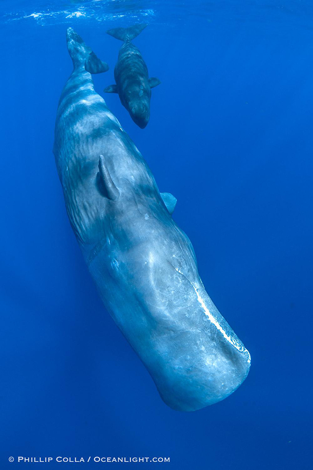 Sperm whale with a calf in Dominica - Photographed by Phillip Colla