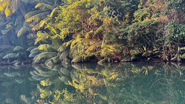 Land tour along the Indian River in Dominica