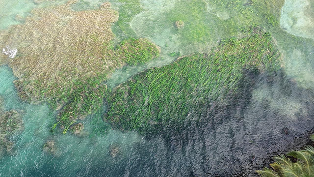 Dominica Sperm Whale Snorkel Encounter, January 4-14, 2026 Trip Report - Drone image by Bill MacDonald