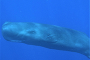 Dominica Sperm Whale Snorkel Encounter, January 3-9 2026 & January 8-14 2026 Group Trips