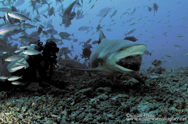 Shark Diving - Fiji Dive Tours - Dive Discovery Fiji Islands