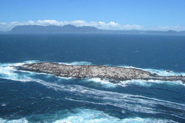 Flying Great White Sharks, Seal Island - South Africa Diving - Dive Discovery South Africa