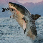 Flying Great White Sharks, Seal Island - South Africa Diving - Dive Discovery South Africa