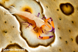 The Forgotten Islands of Indonesia aboard Damai 1; Nov 19 - Dec 3 2014 Trip Report