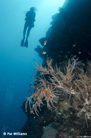 Indonesia: Forgotten Islands ~ Maumere to Saumlaki, Aboard Arenui, September 4-15 2016 Trip Report