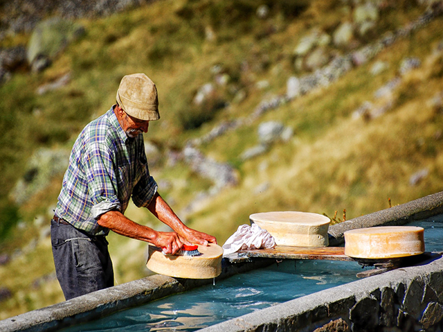 local-cheese farm