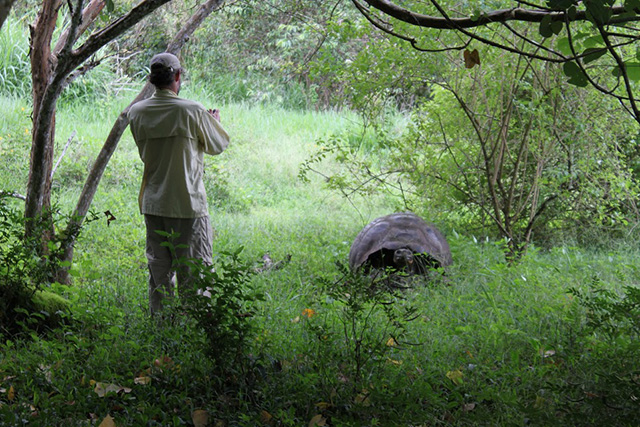 Giant Tortoises - Galapagos