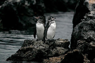 Birds - Galapagos