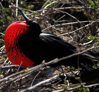 RED gular sack - Galapagos trip report - Dive Discovery