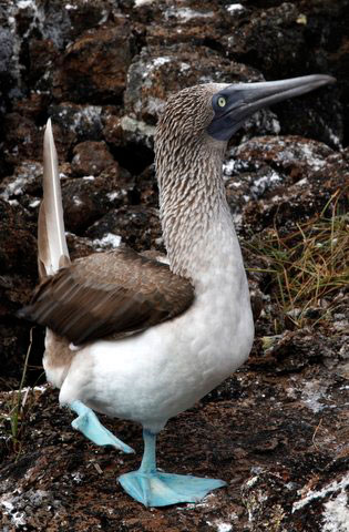 Blue Footed Boobie - Galapagos Islands Sept 29-Oct 5 2014 Humboldt Explorer & Island land walks on Santa Cruz & Isabella Island Oct 5-11 2014 Trip Report - Dive Discovery