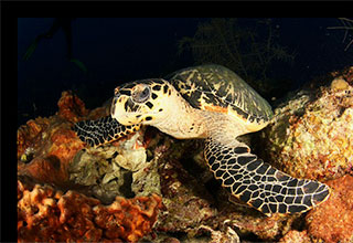 Sea Turtle - Garden of the Queen - Cuba