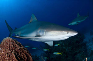 Gardens of the Queen Shark Diving, Cuba