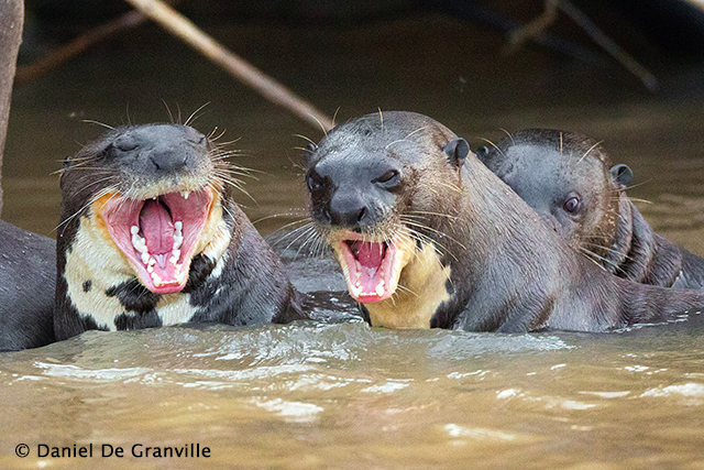 Giant otter