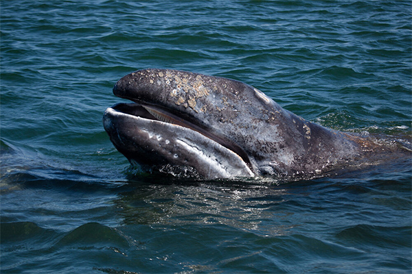 Gray Whale