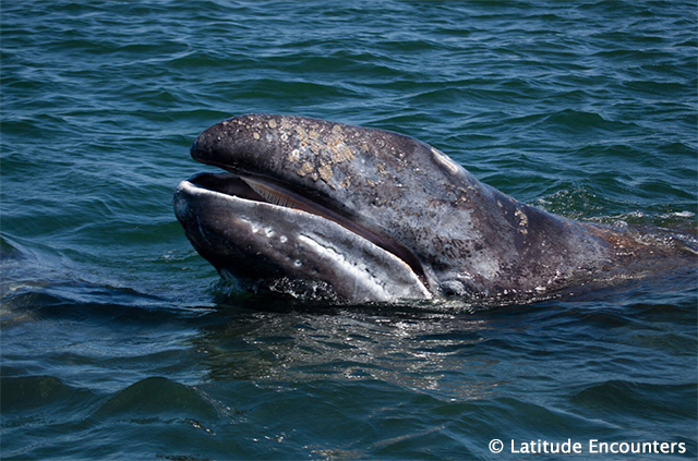 Grey whale