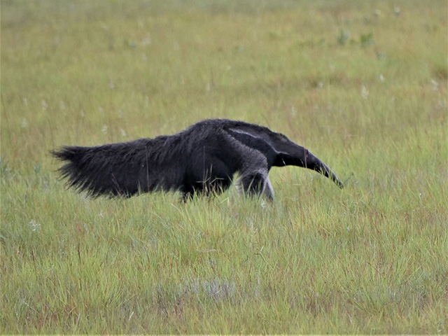 Giant Ant Eater - Guyana South America