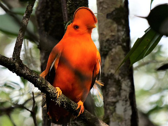 Cock of the Rock bird - Guyana South America! ~ March-April 2022 Trip Report