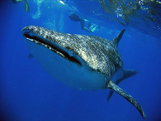 Whaleshark - Hotel Tofo Mar - Inhambane, in Mozambique