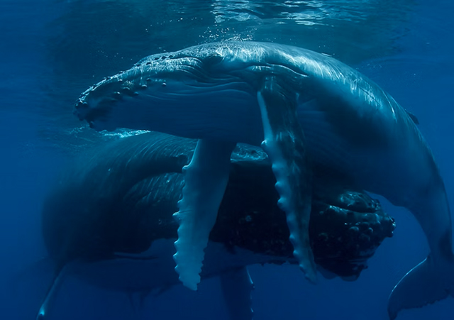 Tonga Ha'apai Humpback Whale Swimming, September 23-30 2027 Group Trip - Dive Discovery