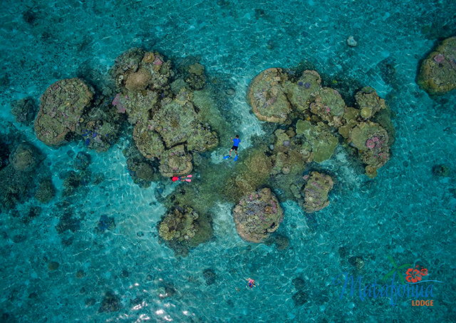 coral reefs around Sandy Beach Resort in Tonga