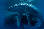 Tonga Ha'apai Humpback Whale Swimming, September 23-30 2027 Group Trip