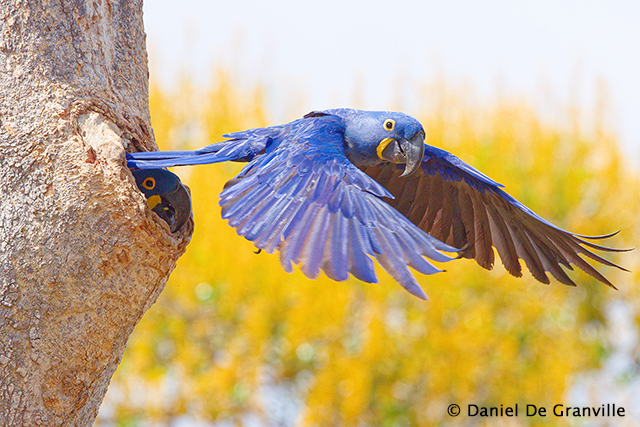 Hyacinth Macaw - Pantanal, Brazil