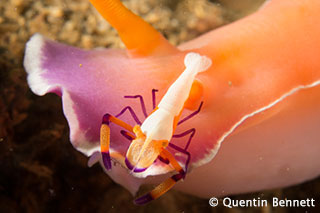 Imperial shrimp at Bima Habor