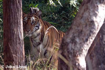 Tigers Temples Safari in Luxury November 16 - 24 2009 Trip Report