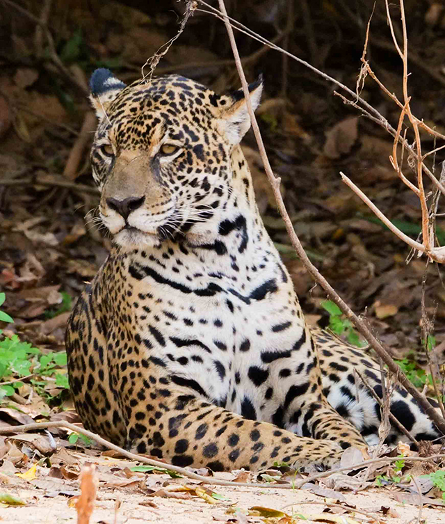 Jaguar laying under branches