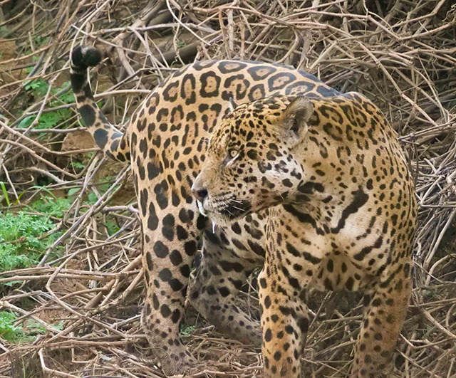 Jaguar