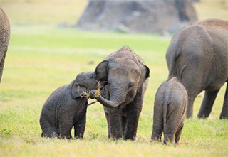 Kaudulla National Park, Sri Lanka