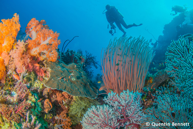 Komodo Diving