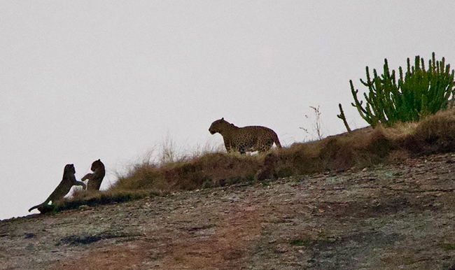 Leopards in India