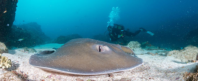 Diving - Machangulo Beach Lodge - Southern Mozambique