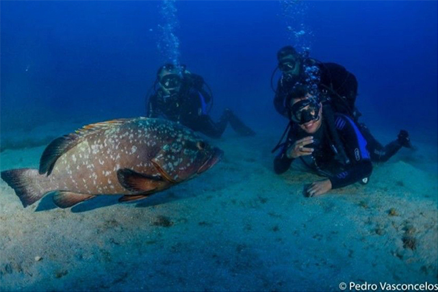 Dive Madeira Island