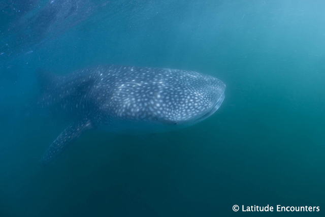 Whale shark - Marine Mega Fauna Expedition, 7 day trip - Mexico