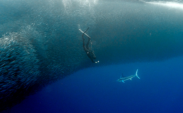 Mobula Rays - Marine Safari One Day Tour