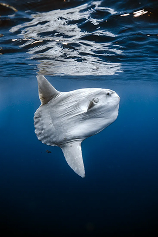 Mola Mola - Baja, Mexico