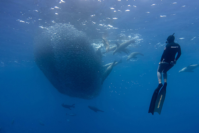 Marlin and bait balls with a snorkler