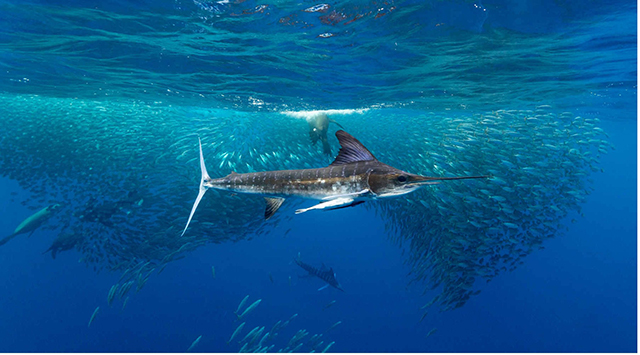 Mexico Sardine Run