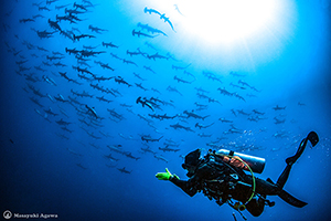 A school of hammerhead sharks - Mikomoto Diving