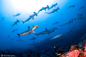 Hammerhead sharks - Mikomoto Diving