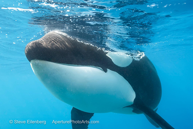 Mobulas and Orcas on Gallant Lady ~ Sea of Cortez Mexico, June 1-8 2024 Trip Report