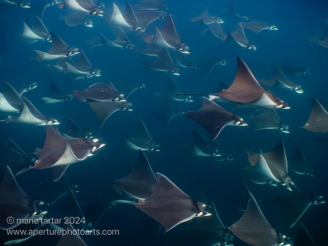 Mobulas and Orcas on Gallant Lady ~ Sea of Cortez Mexico, June 1-8 2024 Trip Report