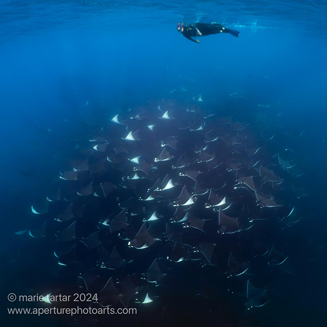 Mobulas and Orcas on Gallant Lady ~ Sea of Cortez Mexico, June 1-8 2024 Trip Report