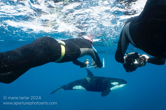 Mobulas and Orcas on Gallant Lady ~ Sea of Cortez Mexico, June 1-8 2024 Trip Report