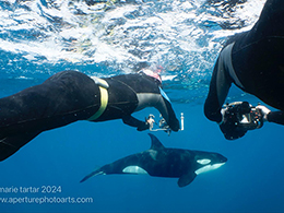 Mobulas and Orcas on Gallant Lady ~ Sea of Cortez Mexico, June 1-8 2024 Trip Report