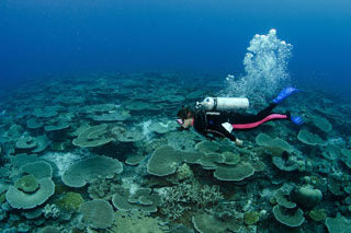 Ocean Divine - Maldives Liveaboards - Dive Discovery Maldives