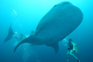 Ocean Divine - Maldives Liveaboards - Dive Discovery Maldives